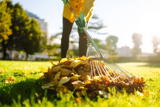 Leaf removal service Scottsdale AZ landscaping cleanup